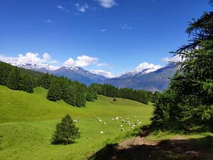 Toesca da Cortavetto